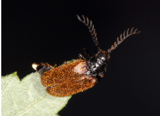 Drilus flavescens - Copyright Denis Bourgeois
